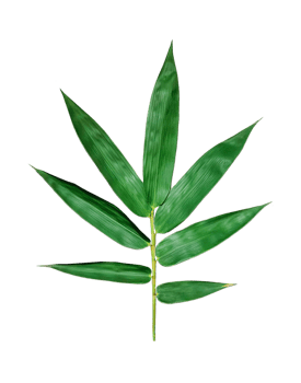 a green leaf of bamboo on a transparent background, a green palm leaf on a background png