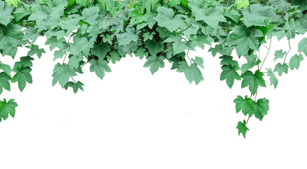 a hanging plant with leaves on ,, green ivy on a wall, green ivy leaves on , a vine growing on a wall with leaves, a plant with green leaves hanging from wall png