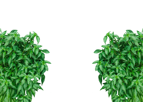 a green plant on a background, a green chili plant mockup on a transparent background, png