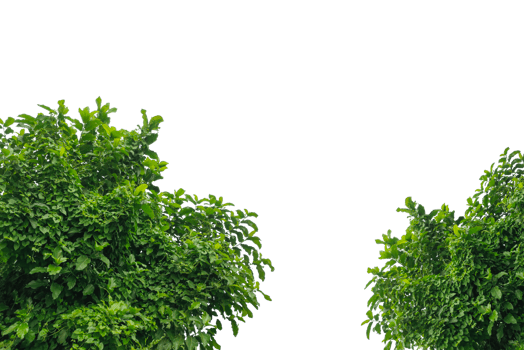 a bush with green leaves on ,parsley mockup isolated on white, a vine growing on a wall with leaves, a plant with green leaves hanging from wall png
