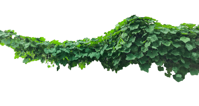 a green plant hanging from a branch on a background, green ivy on a wall, green ivy leaves on , a vine growing on a wall with leaves, a plant with green leaves hanging from wall png