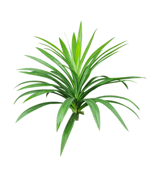 a plant with green leaves on a transparent background, a plant that is green and has a background png