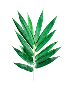 a green leaf of bamboo on a transparent background, a green palm leaf on a background png