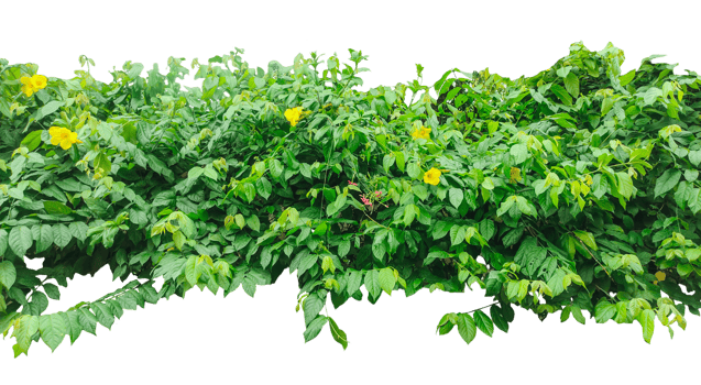 a bush with green leaves and yellow flowers, a green plant with leaves, a hanging plant with leaves on ,, green ivy on a wall, green ivy leaves on , a vine growing on a wall with leaves, png