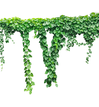 green ivy leaves on , a vine growing on a wall with leaves, a plant with green leaves hanging from it png