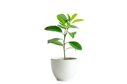 a potted plant on a transparent background png