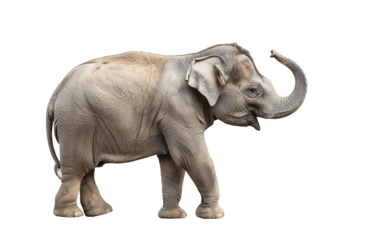 elephant standing on a transparent background png