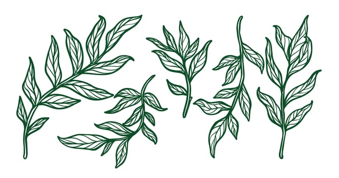 Leaf outline, simple illustration of leaf, leaf draw, artistic leaf vector