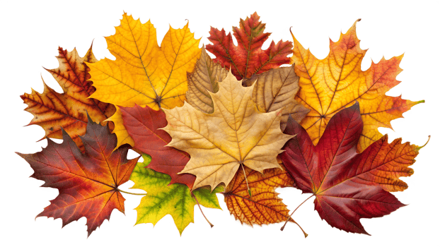 Assorted fall leaves on transparent background png