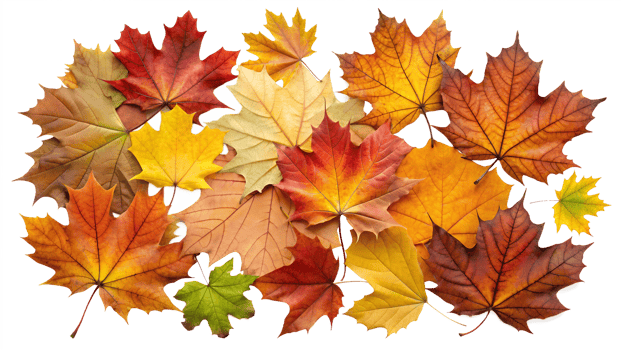 Scattered autumn leaves on transparent background png