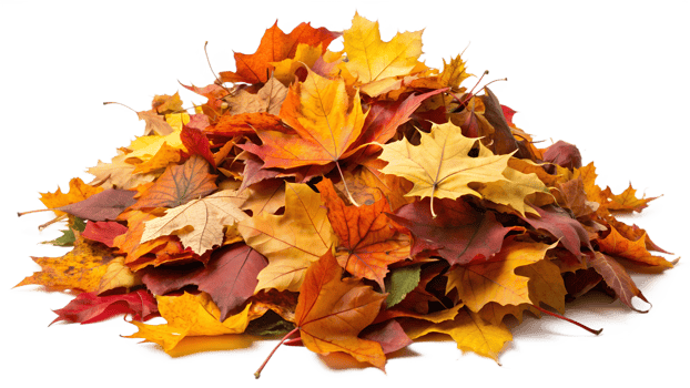 Pile of vibrant autumn leaves isolated on transparent background png