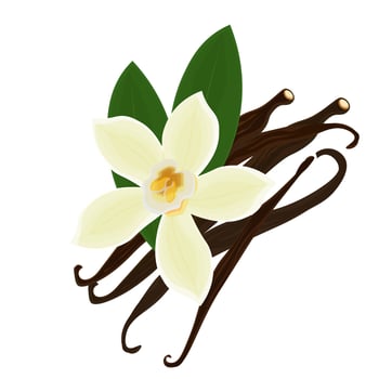 Illustration logo clip art Dried vanilla stick and vanilla flower isolated vector