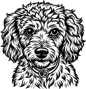 A black and white drawing of a poodle dog vector