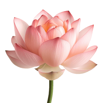 Lotus flower isolated on transparent background. png