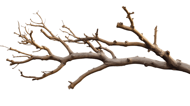 Realistic Transparent Tree Branches with Detailed Natural Textures png