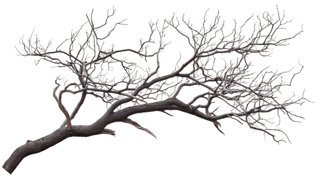 Simple tree branch transparent png