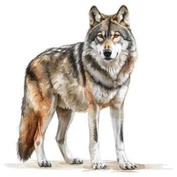 Wolf in watercolour painting isolated on transparent background. png