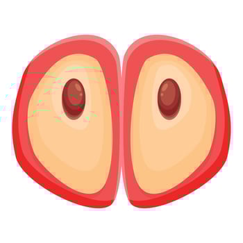 Red apple cut in half showing seeds inside vector