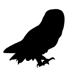 Owl Illustration - Owl Outline - Owl Drawing png