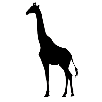 Giraffe Illustration - Giraffe Drawing - Giraffe Outline png