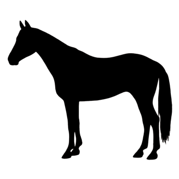 Horse Drawing - Horse Illustration - Horse Outline png