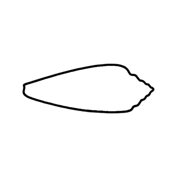 Seashell Outline - Shell Clipart- Hand Drawn Shell png