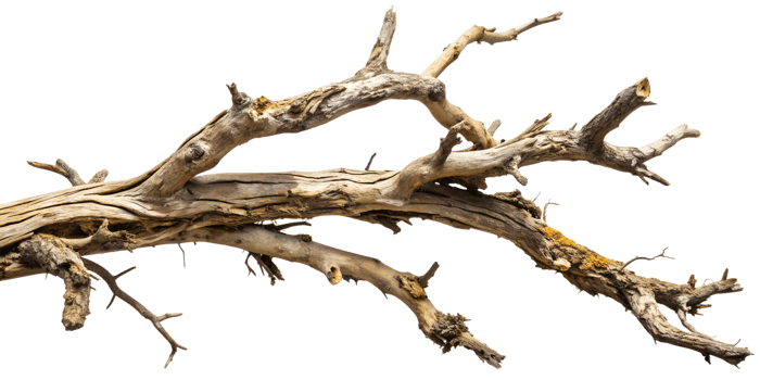 Weathered tree branch with moss, cut out transparent png