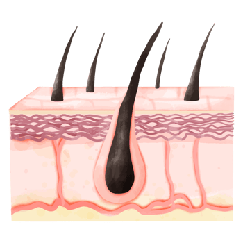 Watercolor Illustration of Healthy Hair Follicles and Dermis Layer Structure png