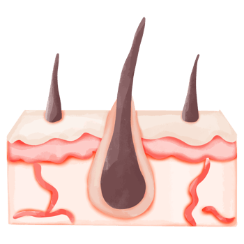Watercolor Illustration of a Normal Hair Follicle in Skin png