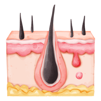 Watercolor Illustration of a Healthy Hair Follicle in Skin png
