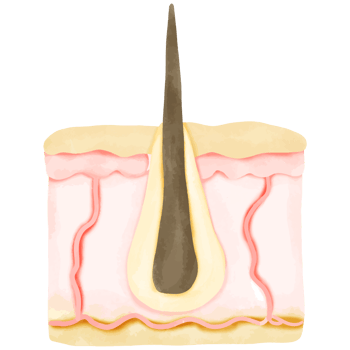 Watercolor Illustration of a Healthy Hair Follicle in Skin Cross-Section png