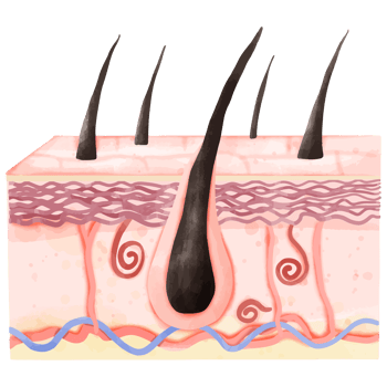 Watercolor Illustration of Hair Follicle and Dermis Layer Structure png