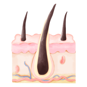 Watercolor Illustration of a Healthy Hair Follicle in Cross-Section png