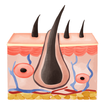Watercolor Illustration of a Healthy Hair Follicle Cross-Section png