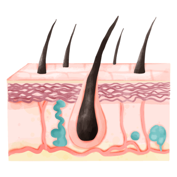 Watercolor Illustration of Hair Follicle with Skin Layers and Sweat Glands png