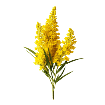 Goldenrod isolated on transparent background png