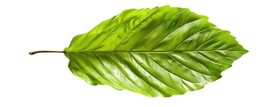 Green Leaf with Veins on Black Background - Realistic Image png