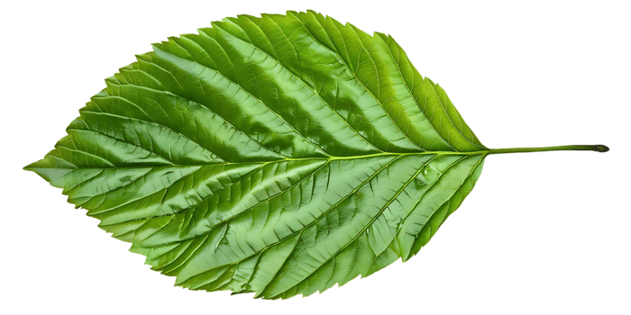 Green Leaf Illustration with Detailed Veins and Texture png