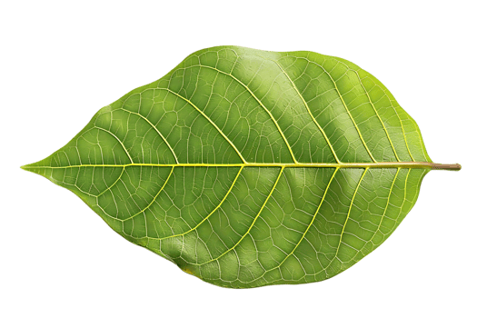 Green Leaf Close Up Illustration png