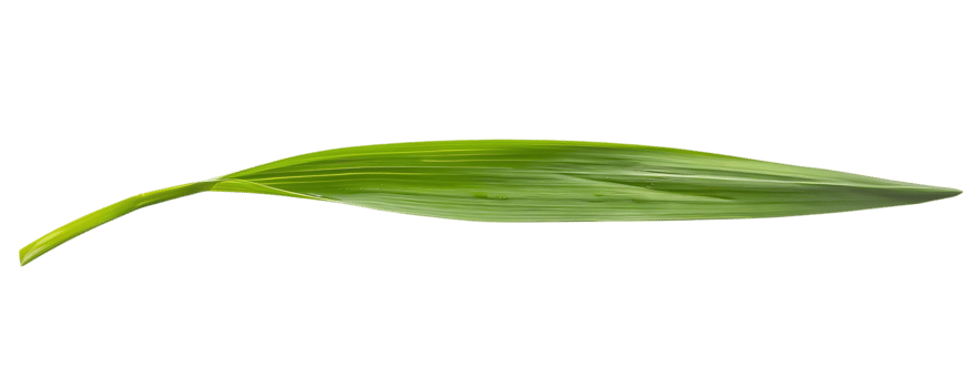 Green Leaf with Veins Illustration png