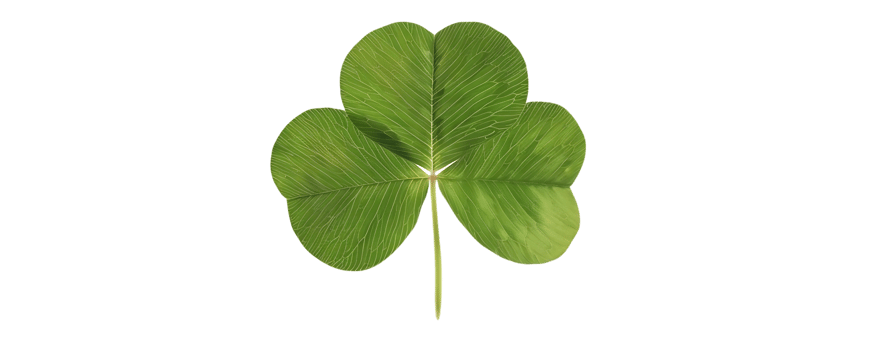 Green Clover Leaf Illustration on transparent Background png