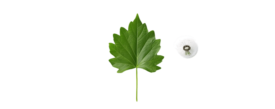 Green Leaf and White Flower Illustration png