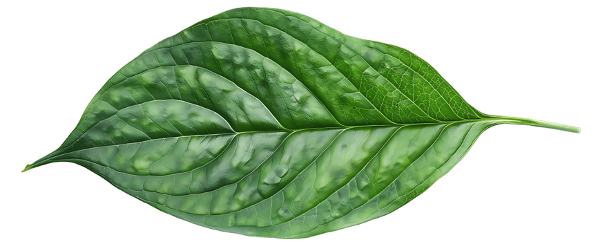 Green Leaf Illustration on transparent Background png