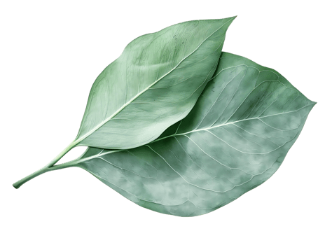 Green Leaf Illustration with Detailed Veins and transparent Background png