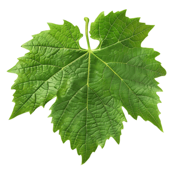 Green Grape Leaf Illustration png