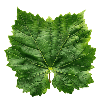Green Grape Leaf Illustration - Isolated Close-up png