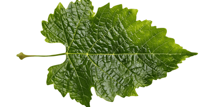 Green Grape Leaf on Black Background - Realistic Image png