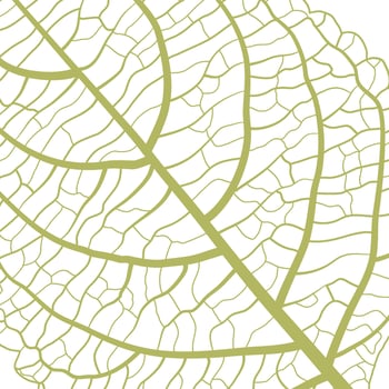 Green closeup leaf vein background vector