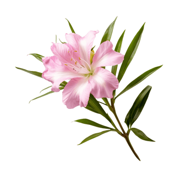 Oleander isolated on transparent background png