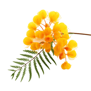 Mimosa flower isolated on transparent background png